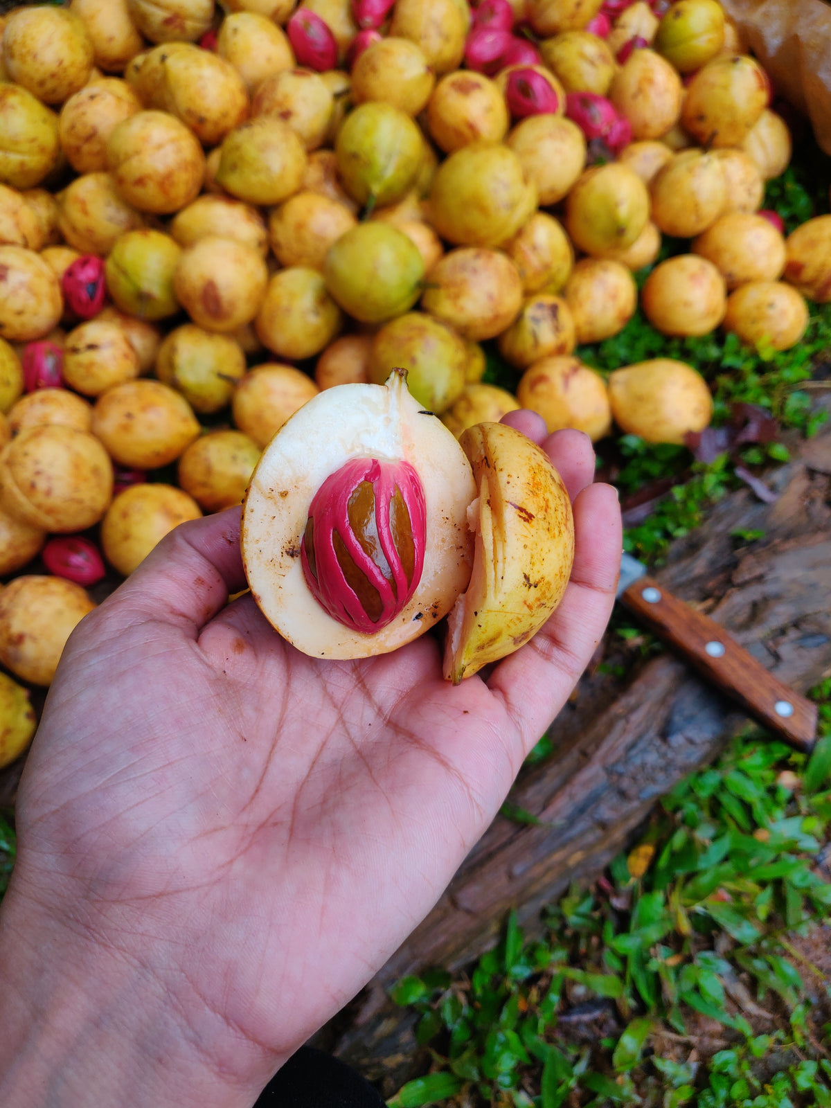Nutmeg