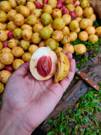 Nutmeg