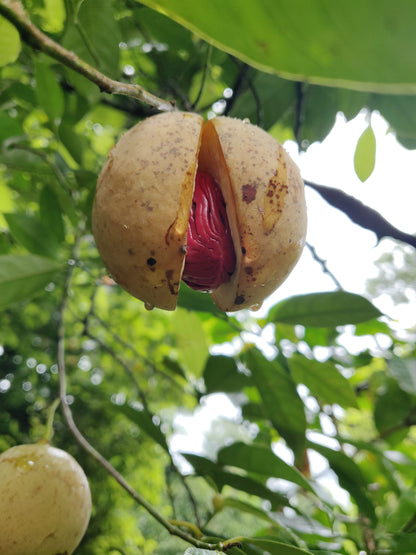 Nutmeg