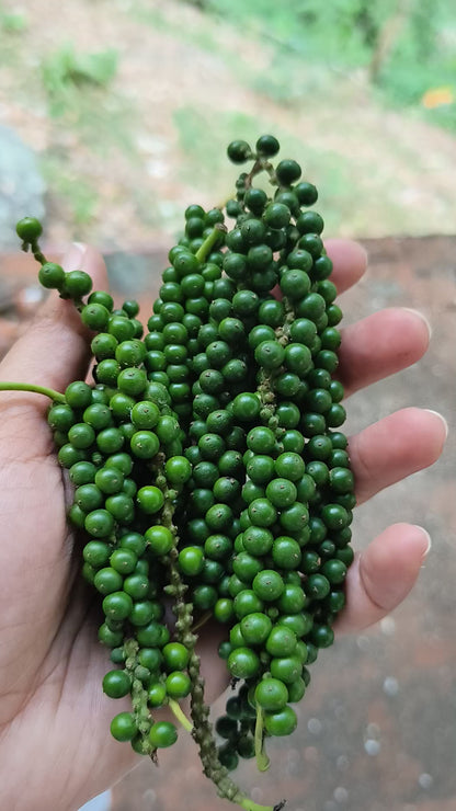 Pepper